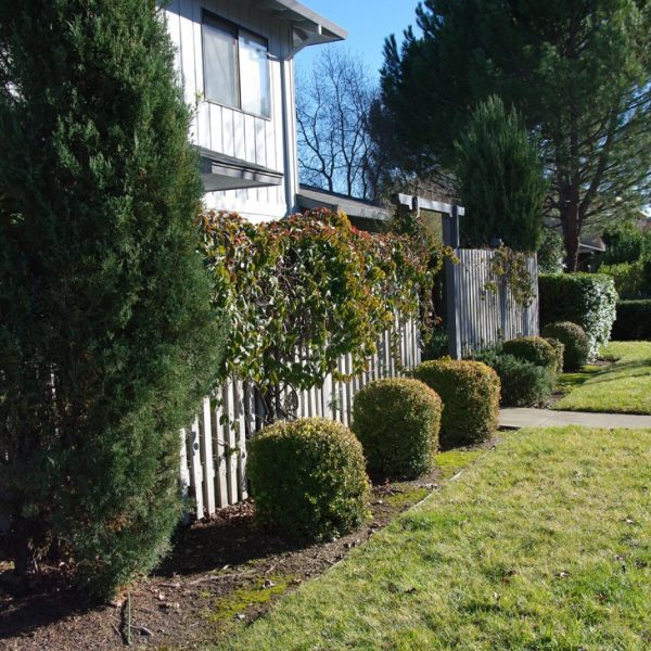 Marlene Village Townhomes | Ukiah, CA